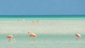 holbox2-640×480